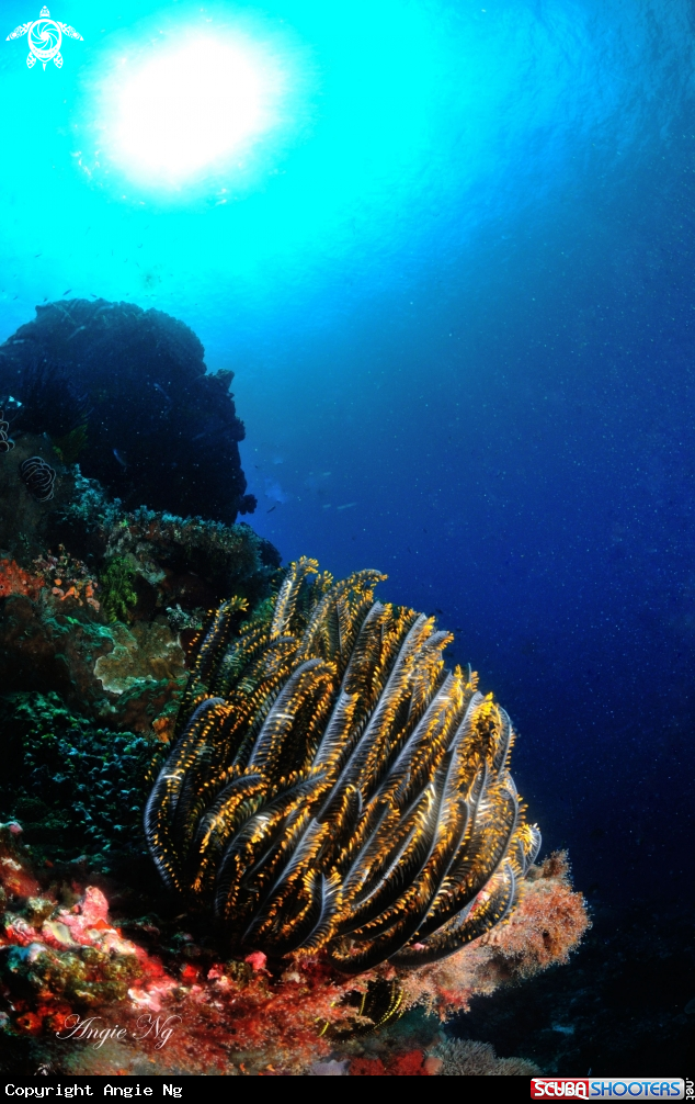 A feather star