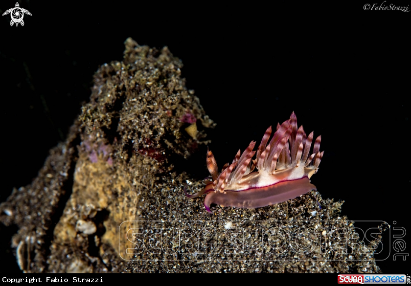 A Flabellina rubrolineata