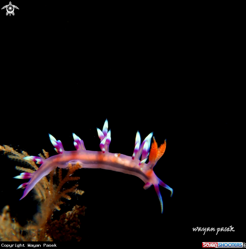 A Flabellina