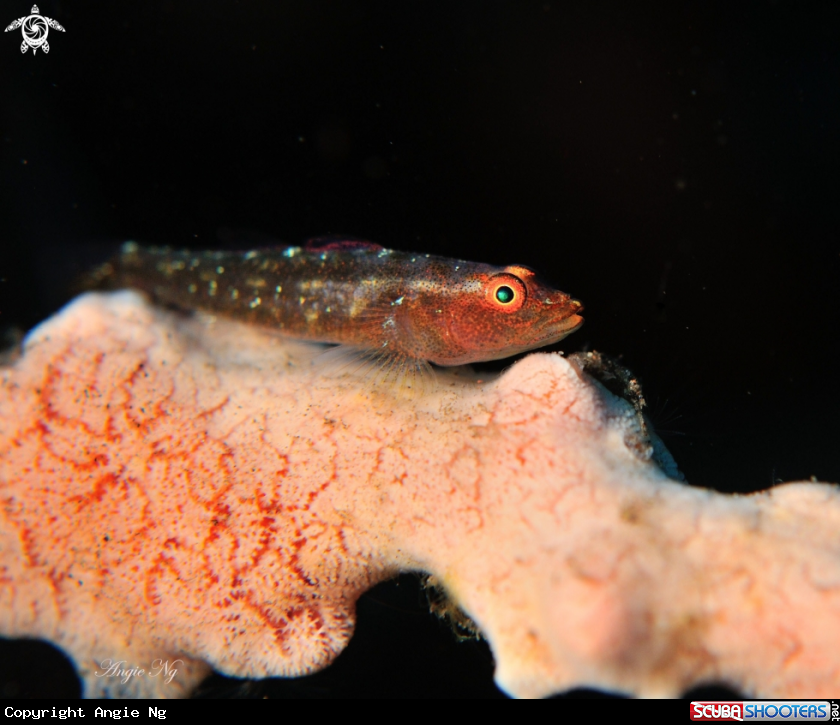 A Goby