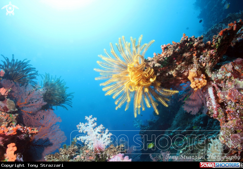 A Feather stars