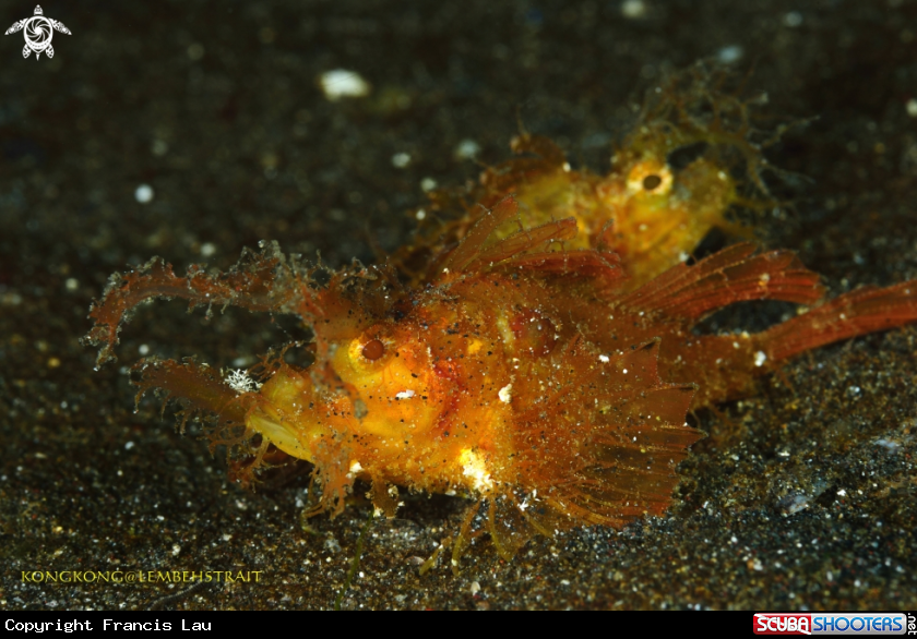 A Scorpionfish