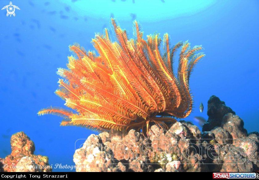 A Feather star