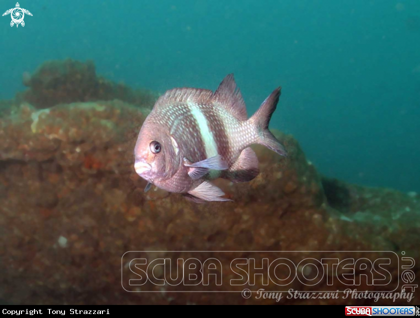 A Girdled Scalyfin