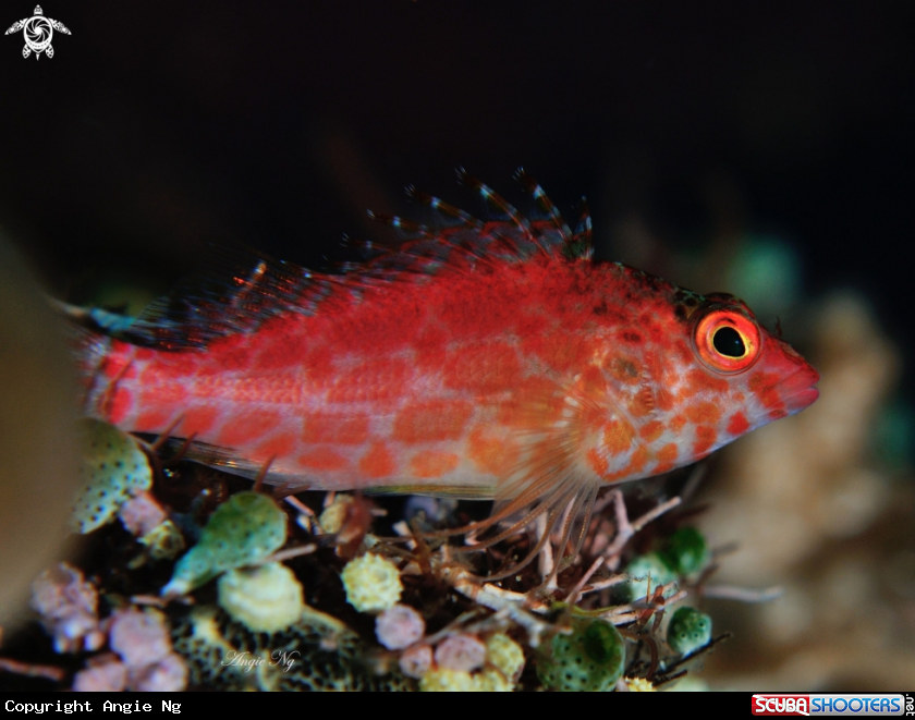 A Hawkfish