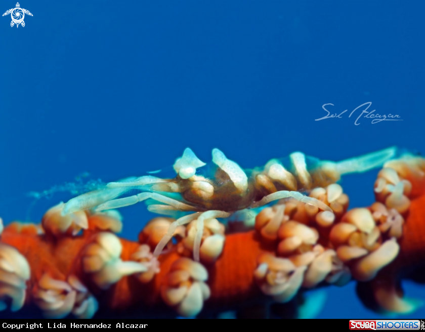 A Zanzibar whip coral shrimp