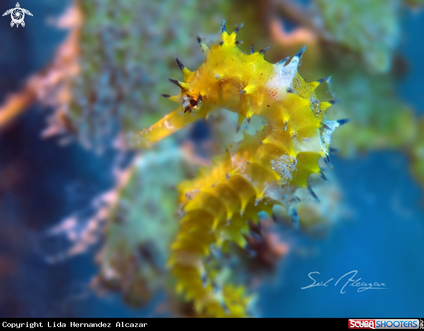 A Thorny Seahorse