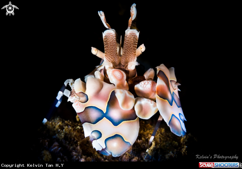 A Harlequin shrimp