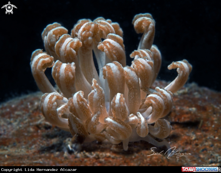 A Mimic Nudibranch