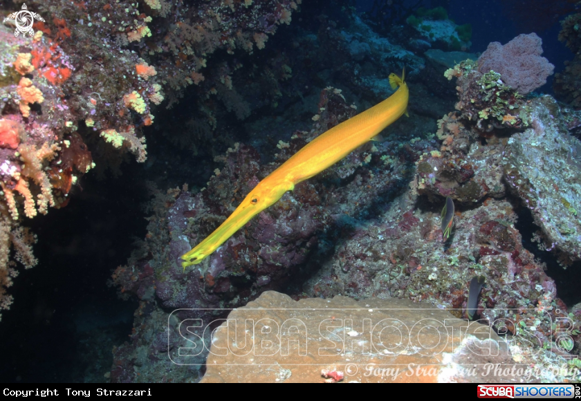 A Trumpetfish