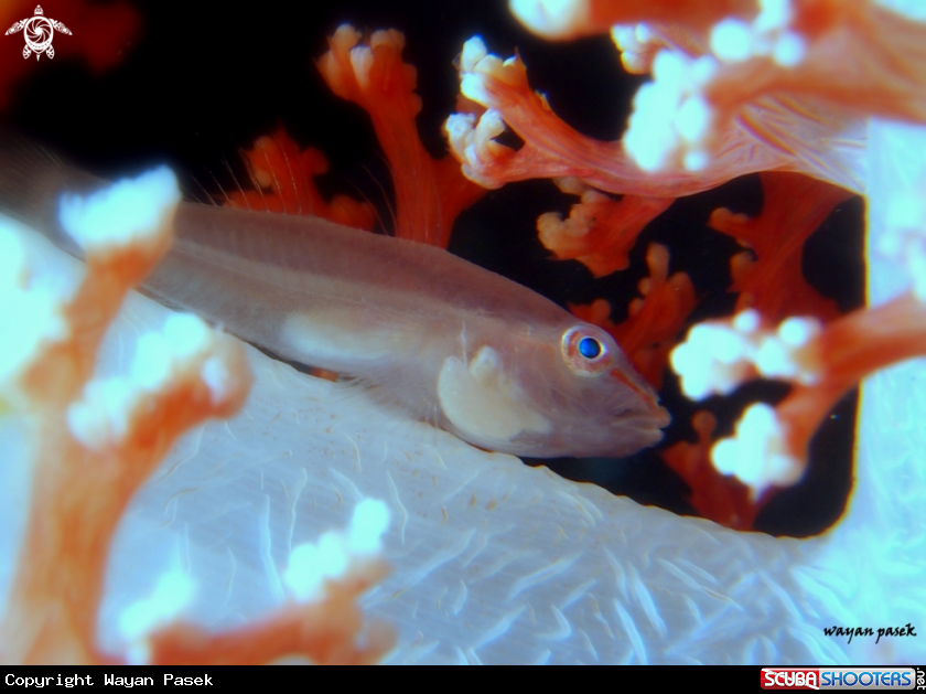 A GOBY