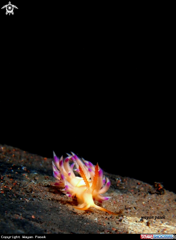 A nudi