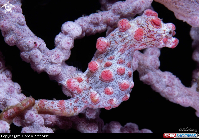 A Pigmy seahorse