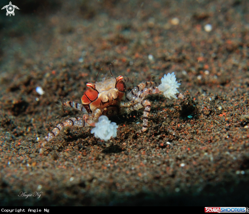 A Boxer crab