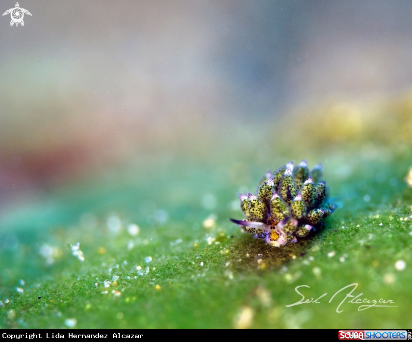 A nudibranch