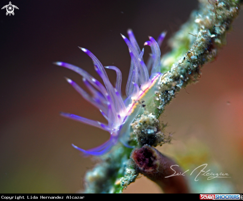 A Nudibranch