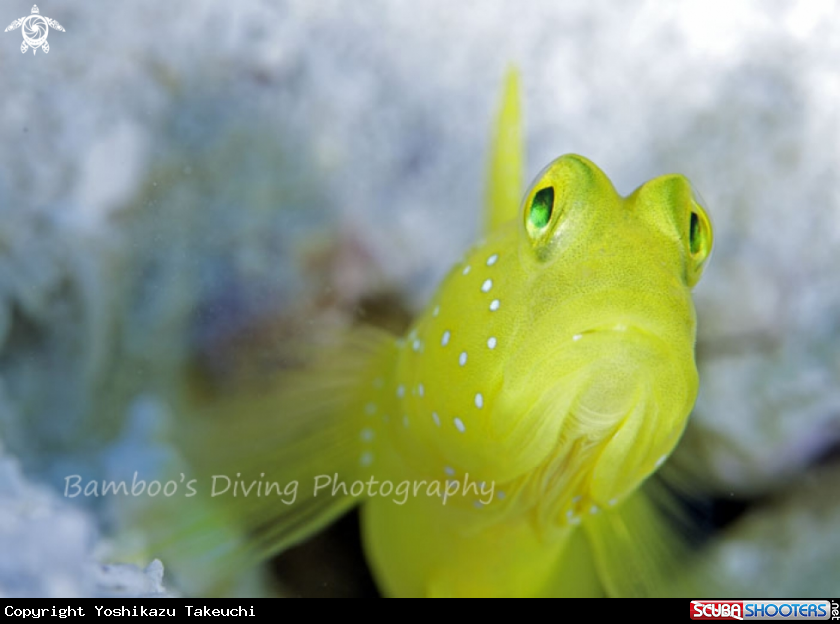 A underwater creature