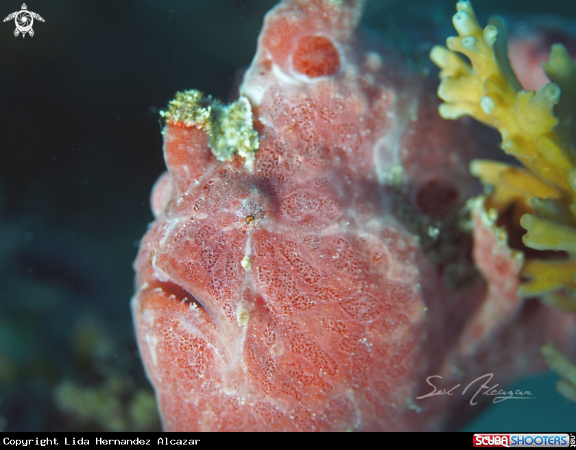 A frogfish