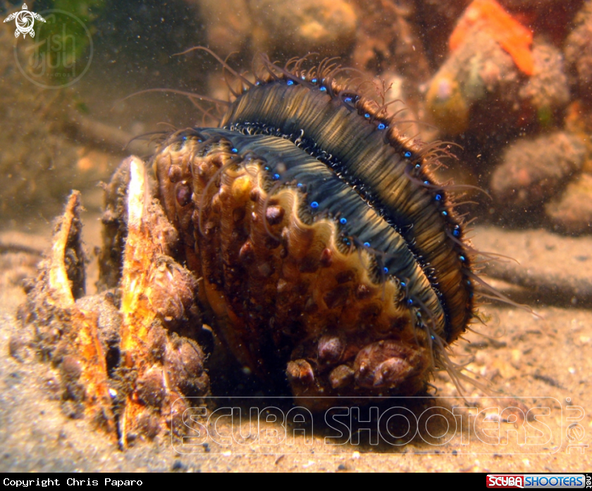 A Bay Scallop