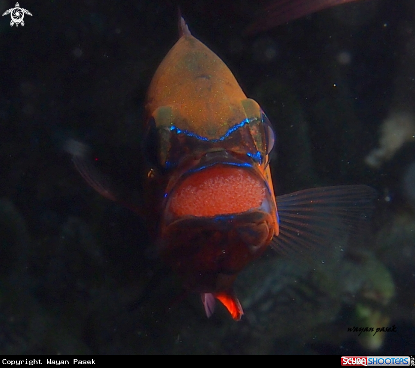 A Cardinalfish