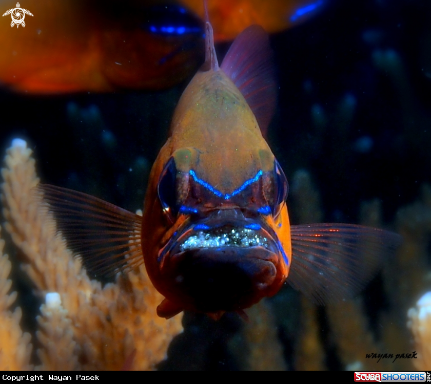 A Cardinalfish