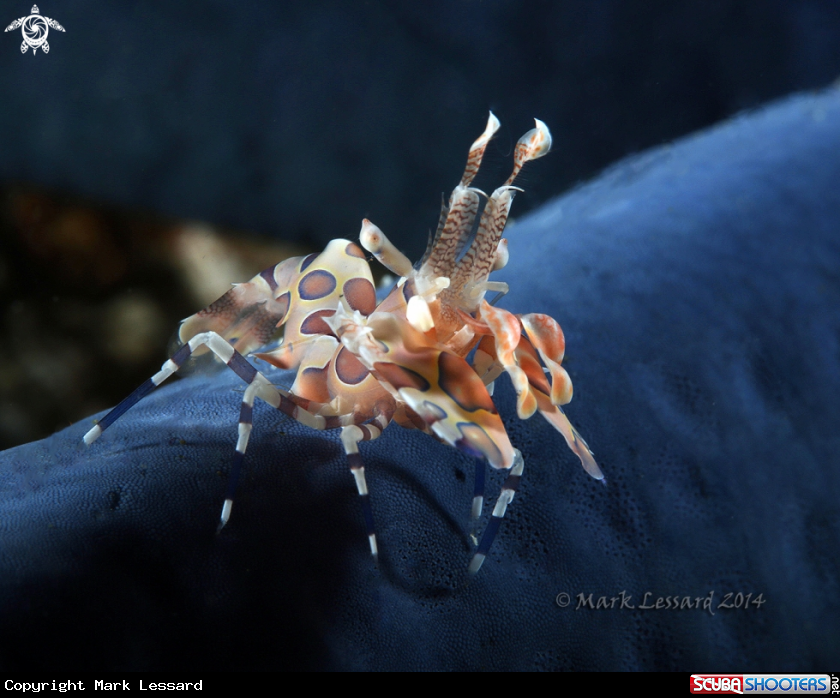 A Harlequin Shrimp