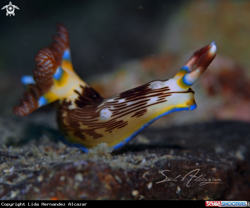 A Nudibranch