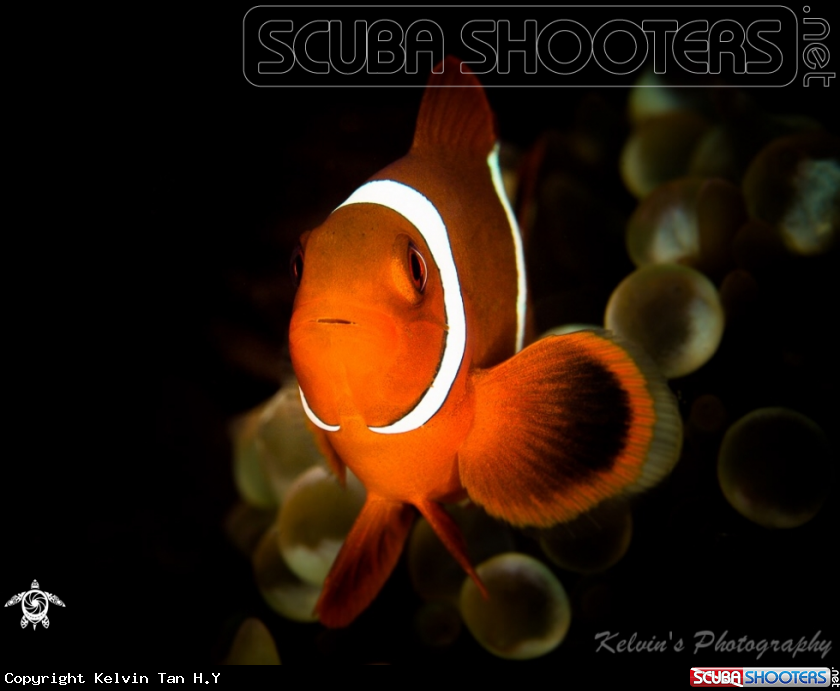 A Clown fish