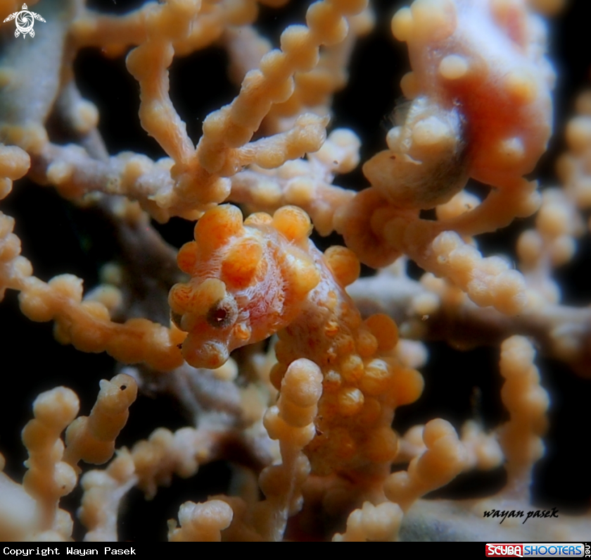 A pygmy seahorse