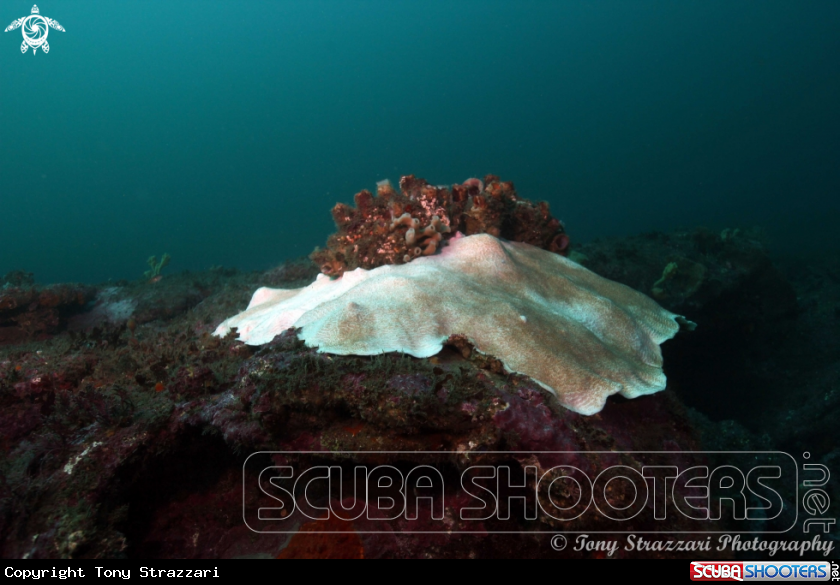 A Plate coral