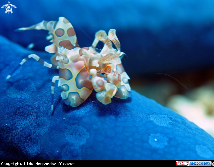 A Harlequin shrimp