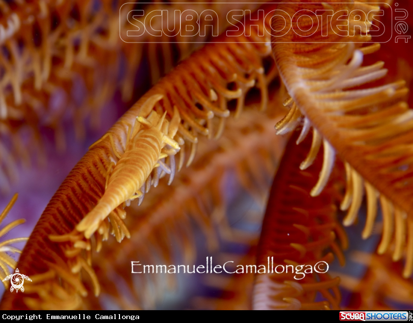 A crinoid shrimp