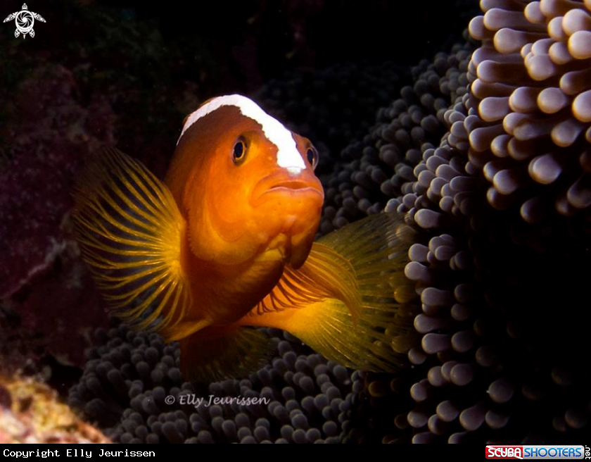 A Clownfish