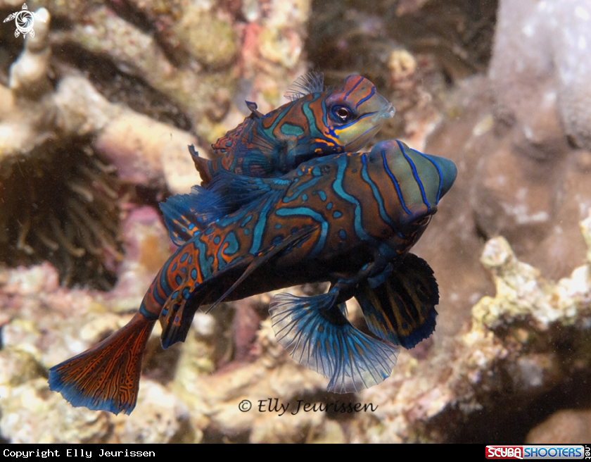 A Mandarin fish mating