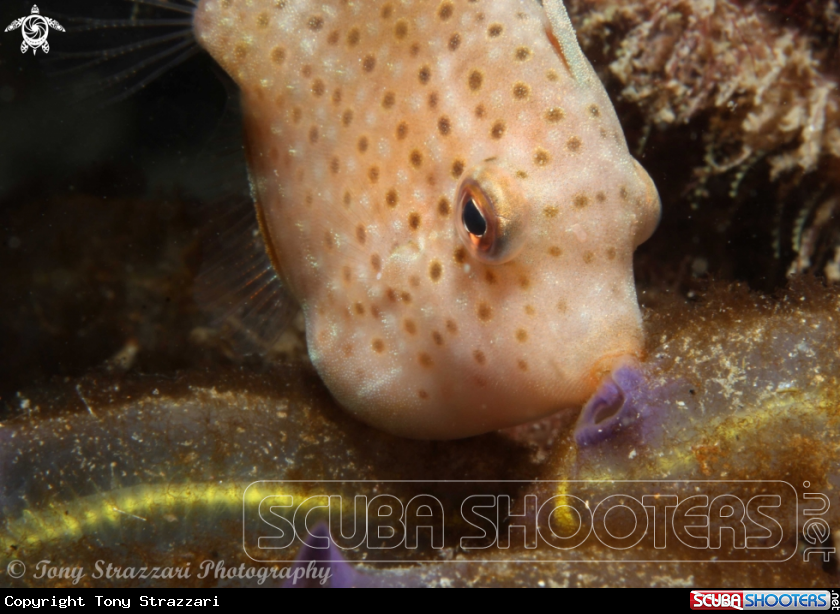 A Pygmy leatherjacket