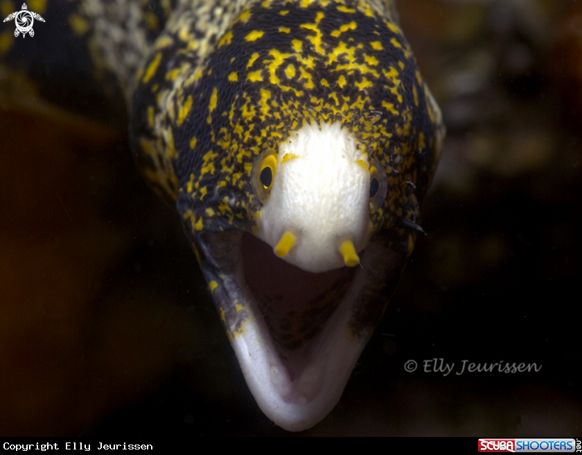 A Snowflake Murray eel 