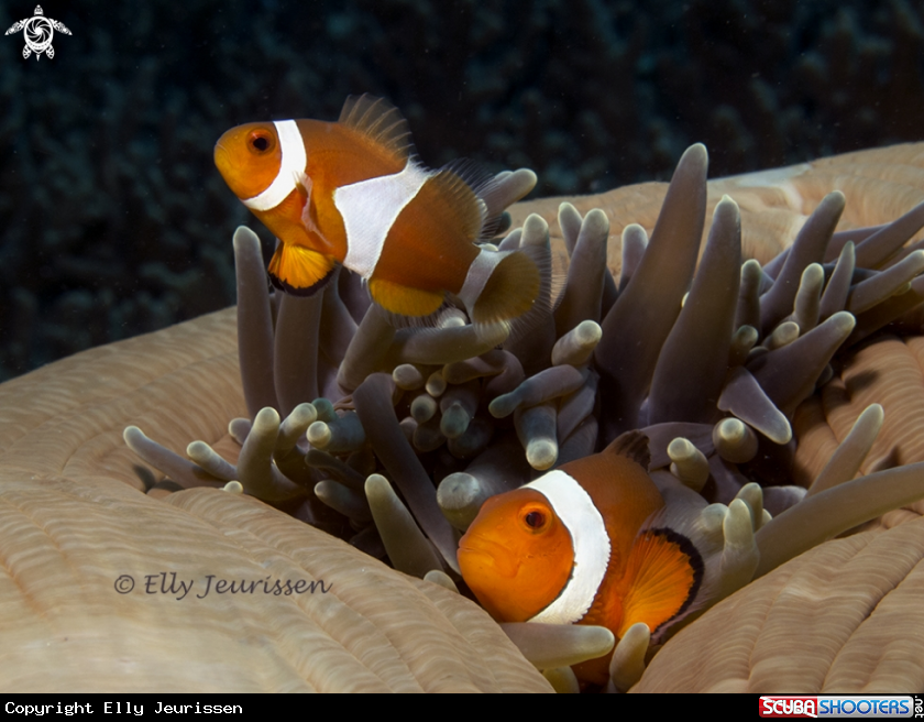 A Clownfish