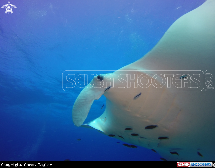 A Reef manta