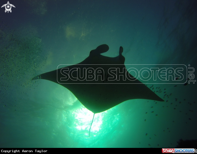 A Reef manta, 