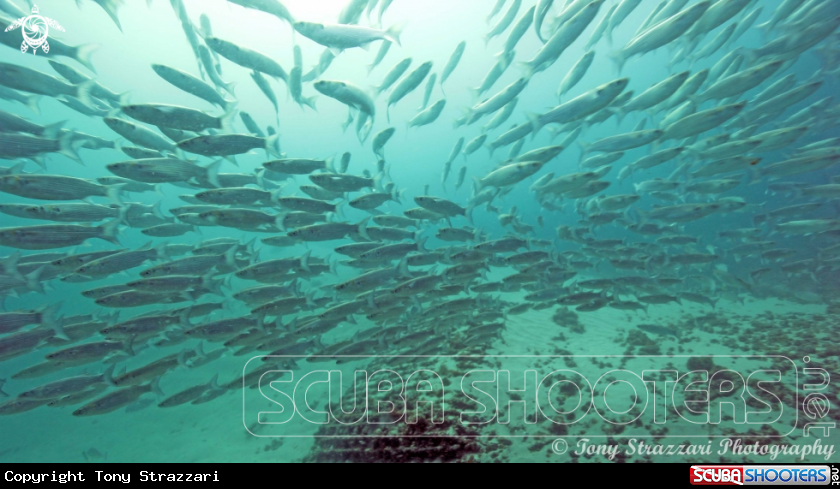 A Sea mullet