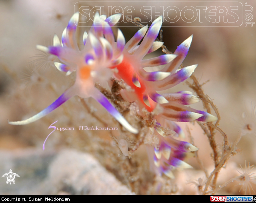 A Nudibranch