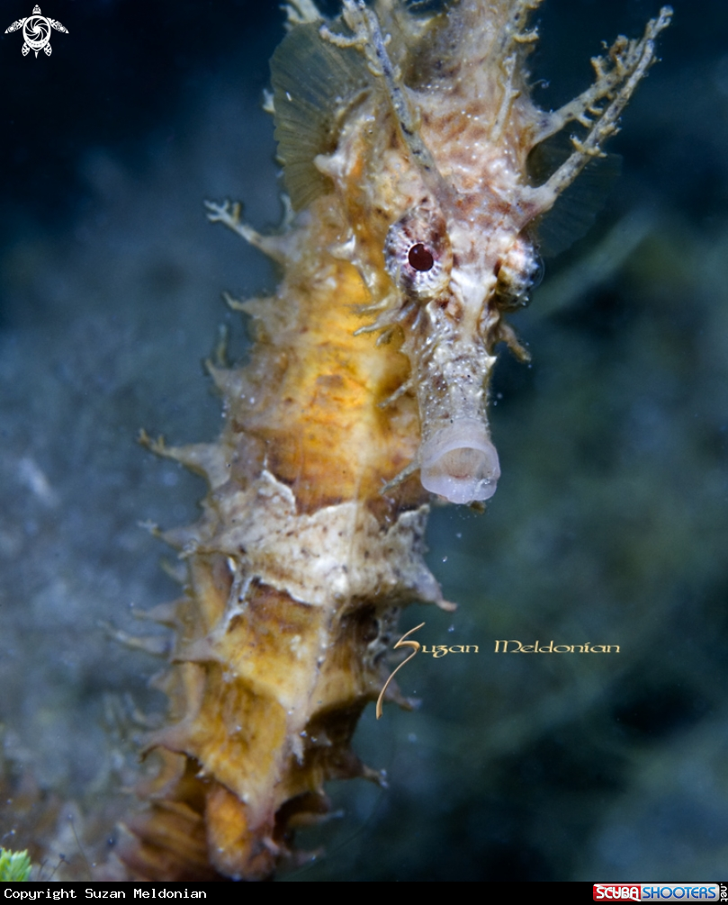 A Seahorse