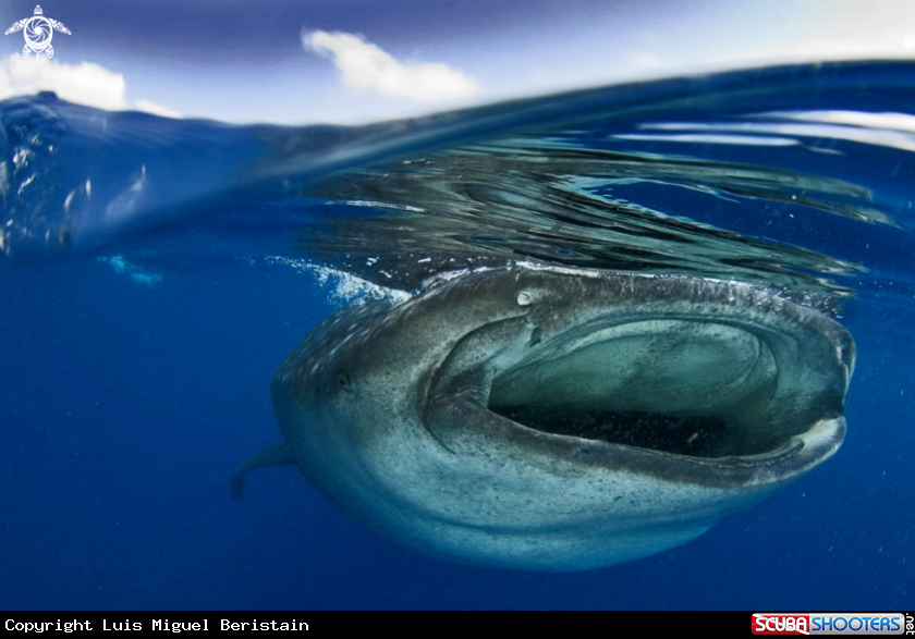 A Rhincodon typus