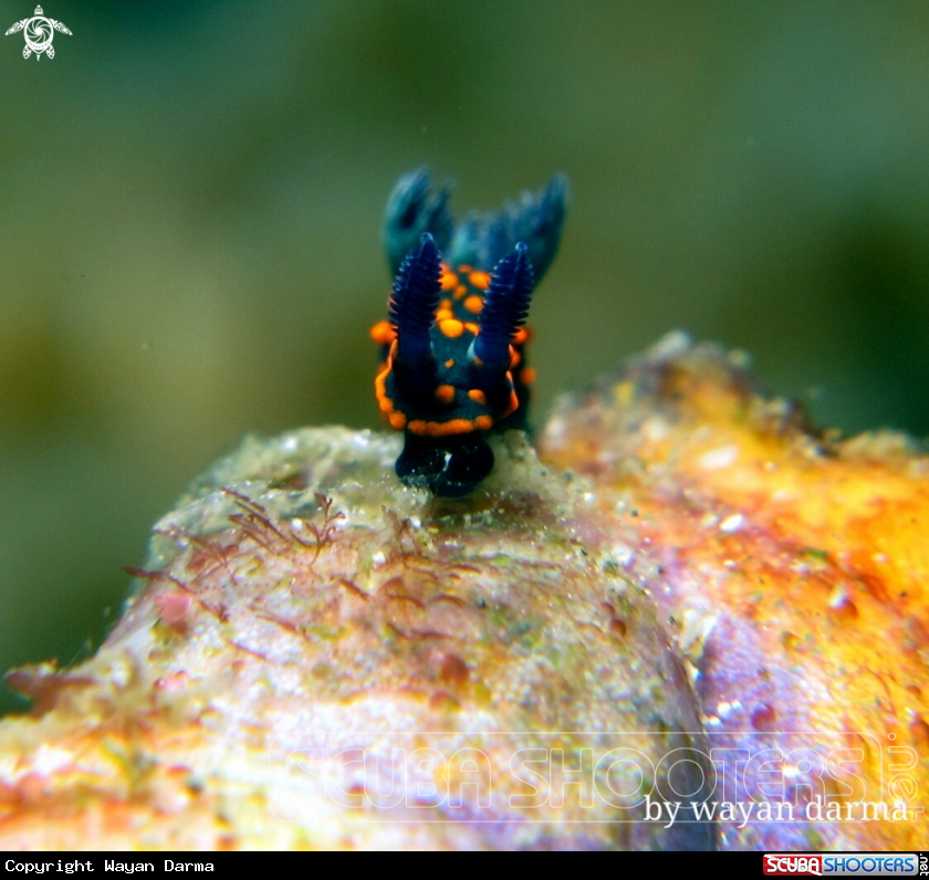 A Nembrotha yonowae 