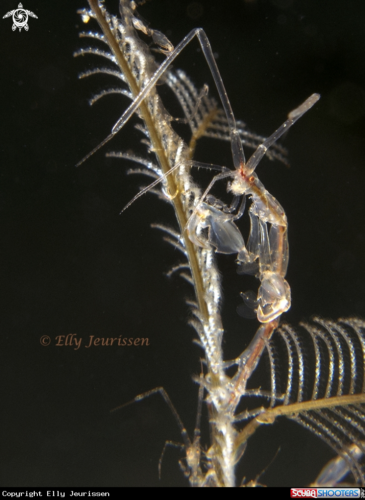 A Skeleton shrimp