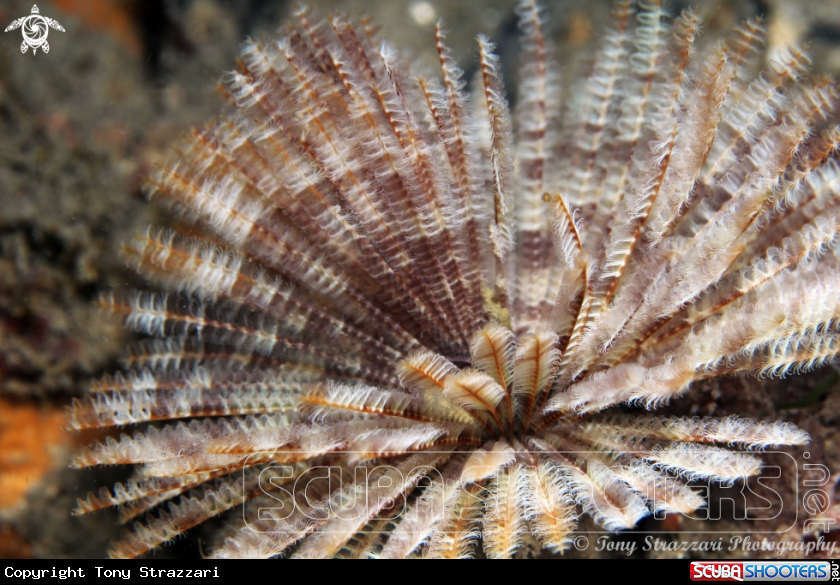 A Feather-duster worm