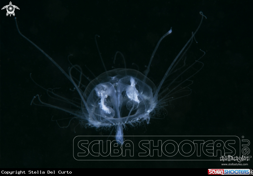 A Freshwater Jellyfish