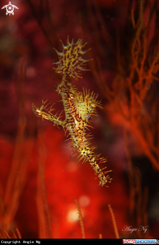 A Ghost Pipefish