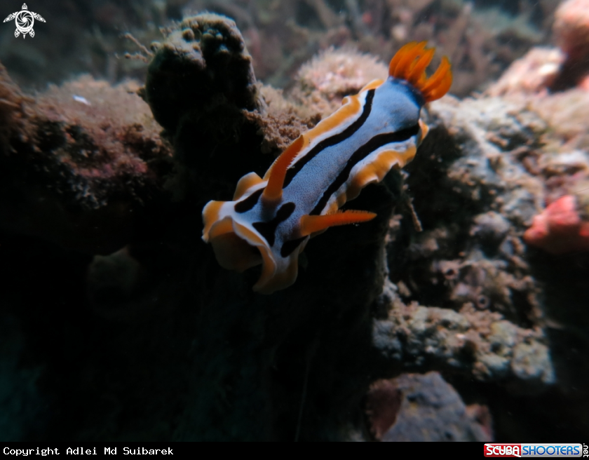 A nudibranch