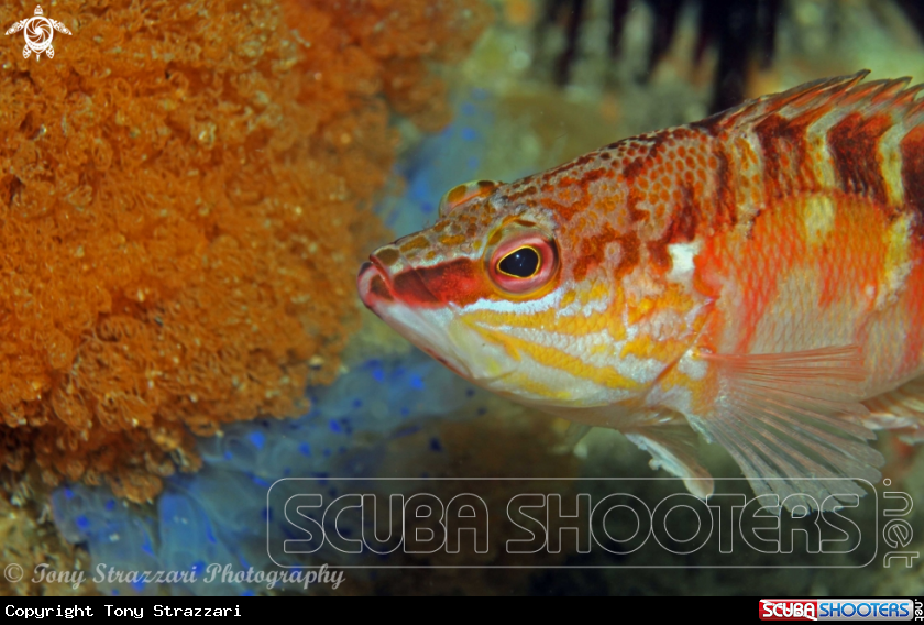 A Half-banded sea perch